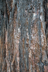 Close-up bark texture of cedar tree