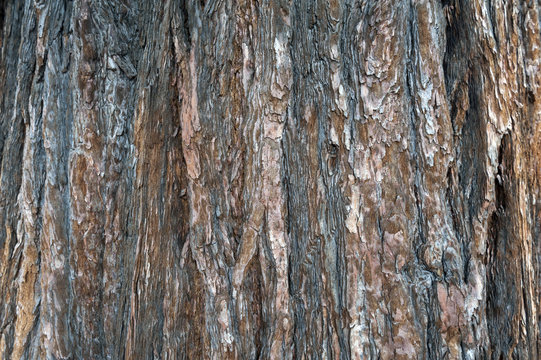 Close-up bark texture of cedar tree