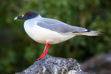 Swallow-tailed Gull on Genovesa island, Galapagos National Park,