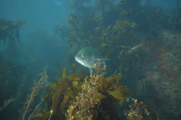 Fototapeta premium Adult trevally Pseudocaranx georgianus hiding in shallow water kelp forest with help of murky water.