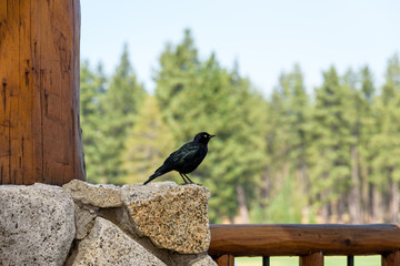 Male Brewer's blackbird on a deck railing with woods in the background
