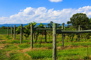 Fototapeta na wymiar Vineyard in Virginia with grapes and mountain scene
