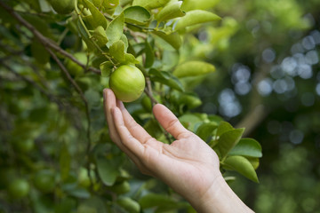 Hand holding fresh lemon from tree branch