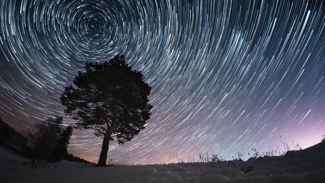Timelapse of the starry sky and pine tree