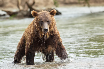 Obraz premium Brown bear in search of prey. Kurile Lake.