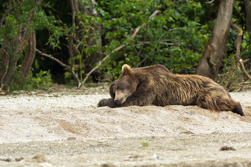 Obraz premium Brown bear sleeping sweetly on the shore of Kurile Lake.