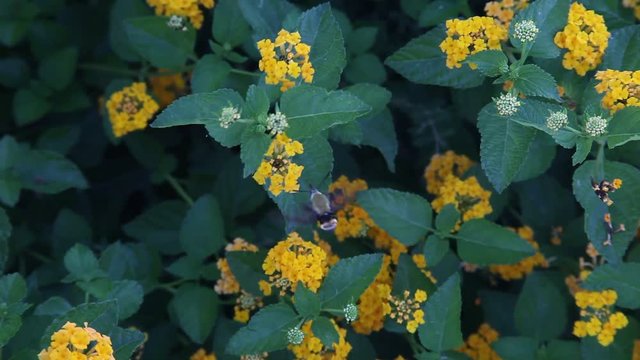Bee Mimic insect pollinating yellow Lantana flowers.