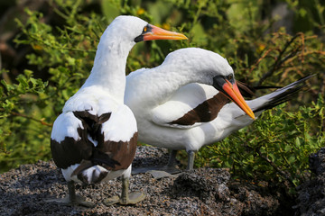 Nazca Boobies on the nest, Genovesa Island, Galapagos National P
