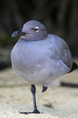 Lava Gull on Genovesa Island, Galapagos National Park, Ecuador