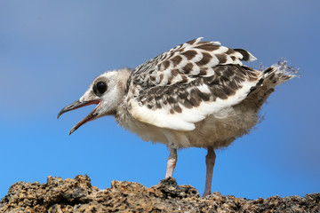 Baby Swallow-tailed Gull on Genovesa island in Galapagos Nationa