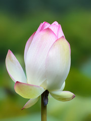 Pink nelumbo nucifera flower closeup, also known as the sacred or Indian lotus