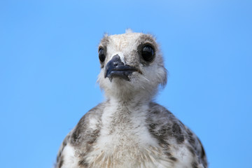 Baby Swallow-tailed Gull on Genovesa island in Galapagos Nationa