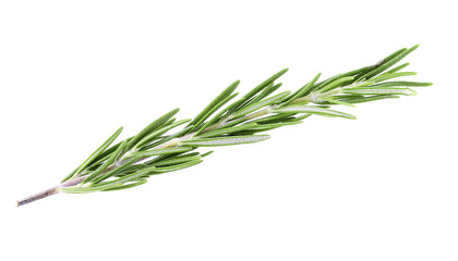 Fototapeta premium rosemary isolated on white background
