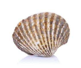 fresh cockles seafood on white background