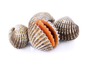 fresh cockles seafood on white background