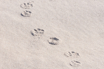 Fototapeta na wymiar Dog paw prints in sand