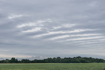 Striped rain cloud,  wheat field and forest in background. Organic crop, natural environment.