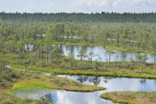 Swamp, birches, pines and blue water. Evening sunlight in bog. Reflection of marsh trees. Fen, lakes, forest. Moor in summer evening. Slough natural environment. Endla Nature Reserve, Estonia, Europe
