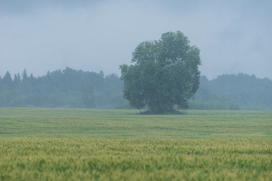 Tree in the middle of the wheat field. Rain and fruitage, forest in background. Organic crop, natural environment.
