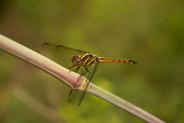 dragonfly stay on branch in summer