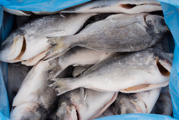 frozen fish