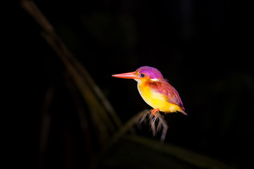 Colorful Kingfisher bird, Black-backed Kingfisher (Ceyx erithacus) perching on a branch at night