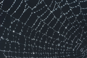 Cobweb and morning dew. Shining water drops on spiderweb, gray background