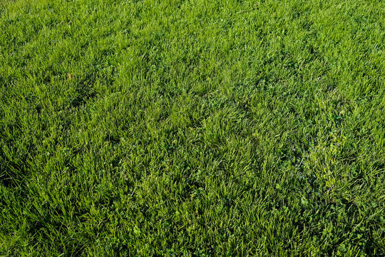 Perfect green grass lawn photo