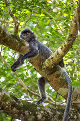 Silvered leaf langur monkey in Bako National Park, Borneo, Malaysia