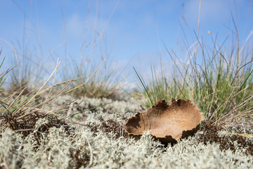 Dried giant puffball. Young white mushroom is edible fungus. Calvatia gigantea, blue sky, moss and grass in background. Seaside natural environment. Shore in Koipsi Island, Estonia, Europe