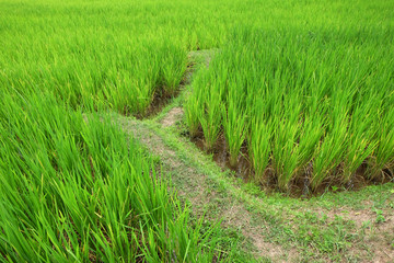 Beautiful rice field in thailand 