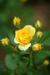yellow rose in the garden in thailand