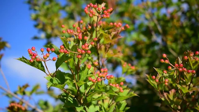 Ripening arrowwood berries in summer on green branches on background of blue sky