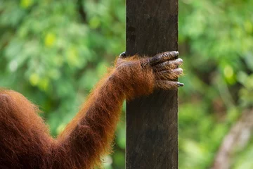 Photo sur Plexiglas Singe Main d& 39 orang-outan femelle close-up dans la réserve naturelle de Semenggoh, Sarawak, Bornéo, Malaisie