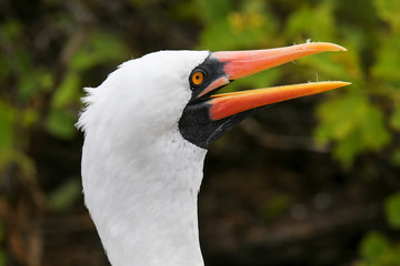 Portrait of Nazca Booby (Sula granti)