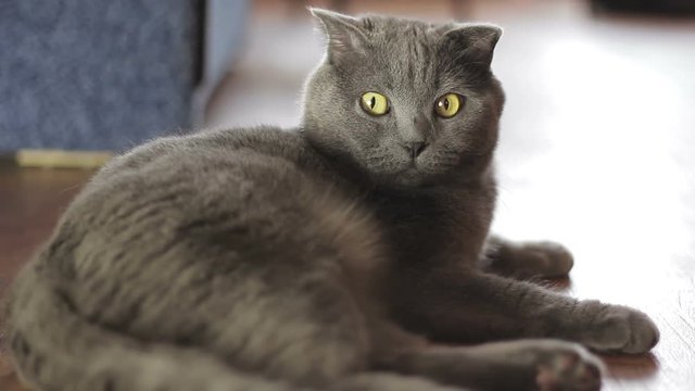 Blue British cat is lying at home in front of camera