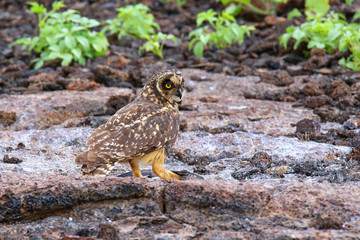 Short-eared Owl on Genovesa Island, Galapagos National Park, Ecu
