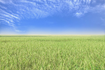 Blue sky and a rice filed