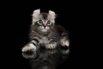 Cute American Curl Kitten with Twisted Ears Lying on Isolated Black Background