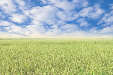 Blue sky and a rice filed