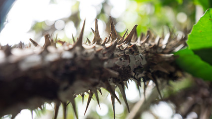 Thorn tree