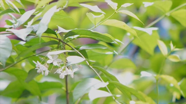 Close focus of Wrightia religiosa flower and leaf swaying