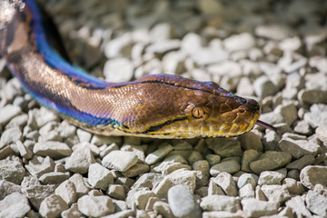 Python reticulatus on the gound close-up