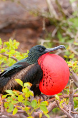 Male Great Frigatebird on Genovesa Island, Galapagos National Pa