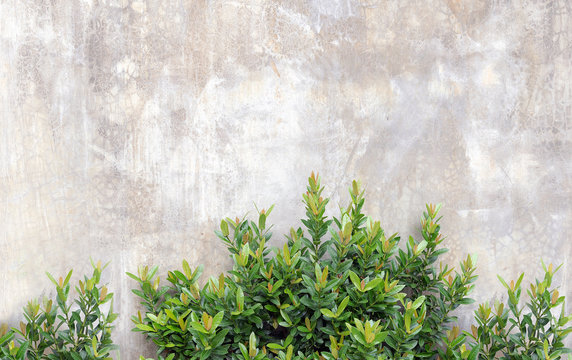 Green leaf plant under grunge wall background. © kanchitdon