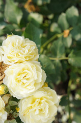 Three yellow roses flower in row
