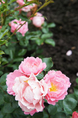 Pink roses in garden