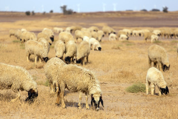Flock of sheep in India