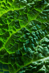 fresh savoy cabbage leaf