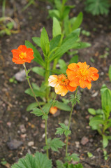 Geum coccineum or Geum borisii red flowers